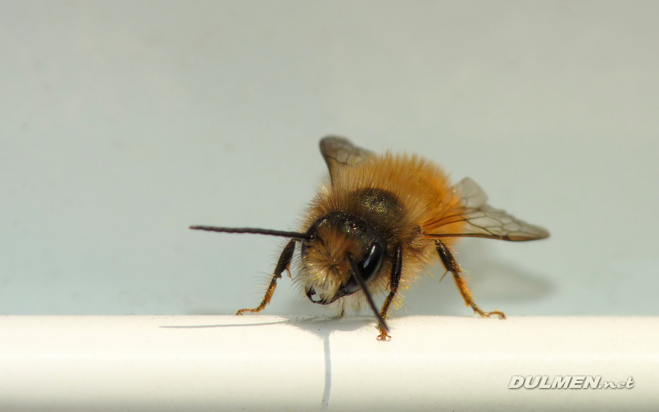 Red mason bee (male, Osmia rufa)